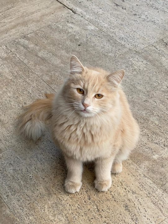 Sonstiges Labranda Alantur Resort