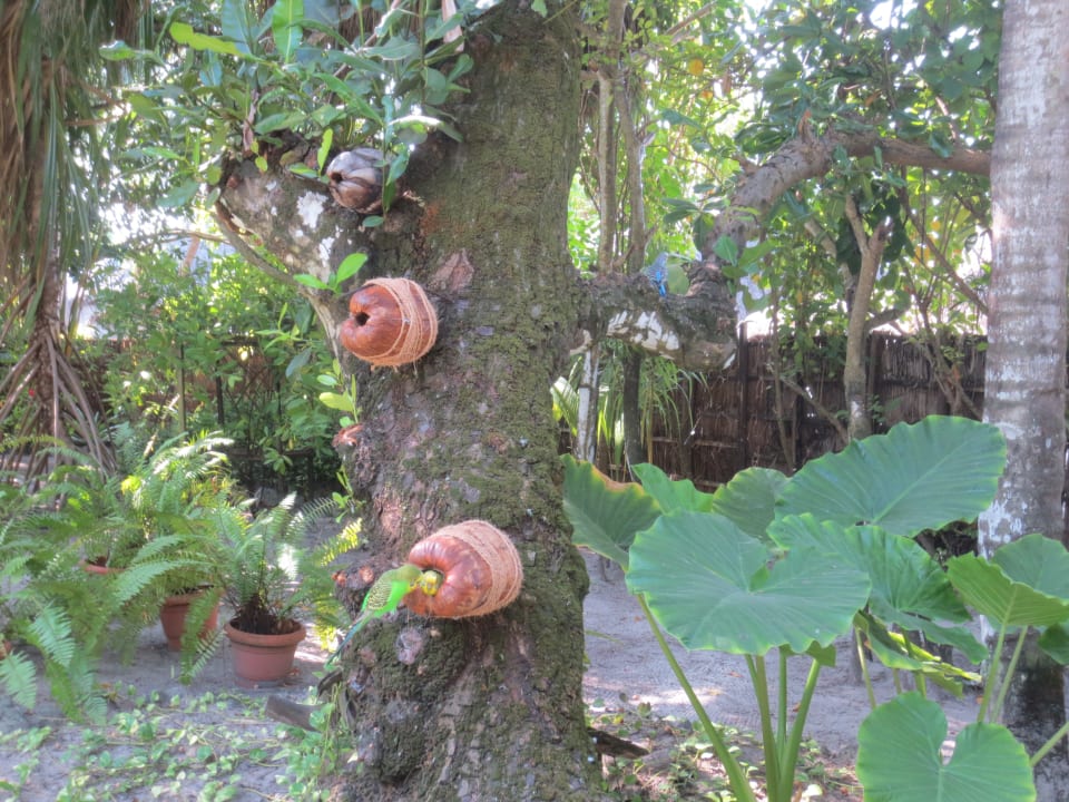 Außenansicht Angaga Island Resort