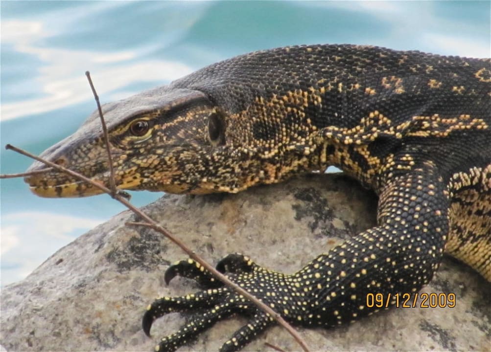Rebak wildlife Hotel Taj Rebak Island Resort