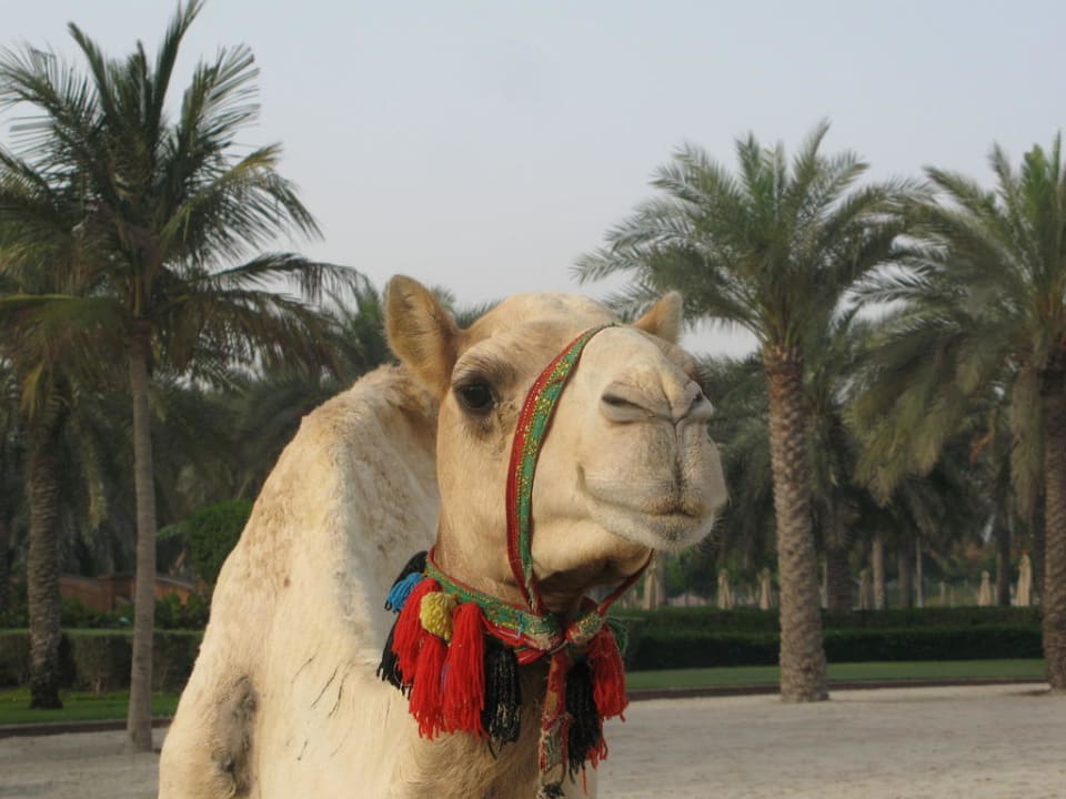 Der Stolz der Beduinen Emirates Palace Mandarin Oriental