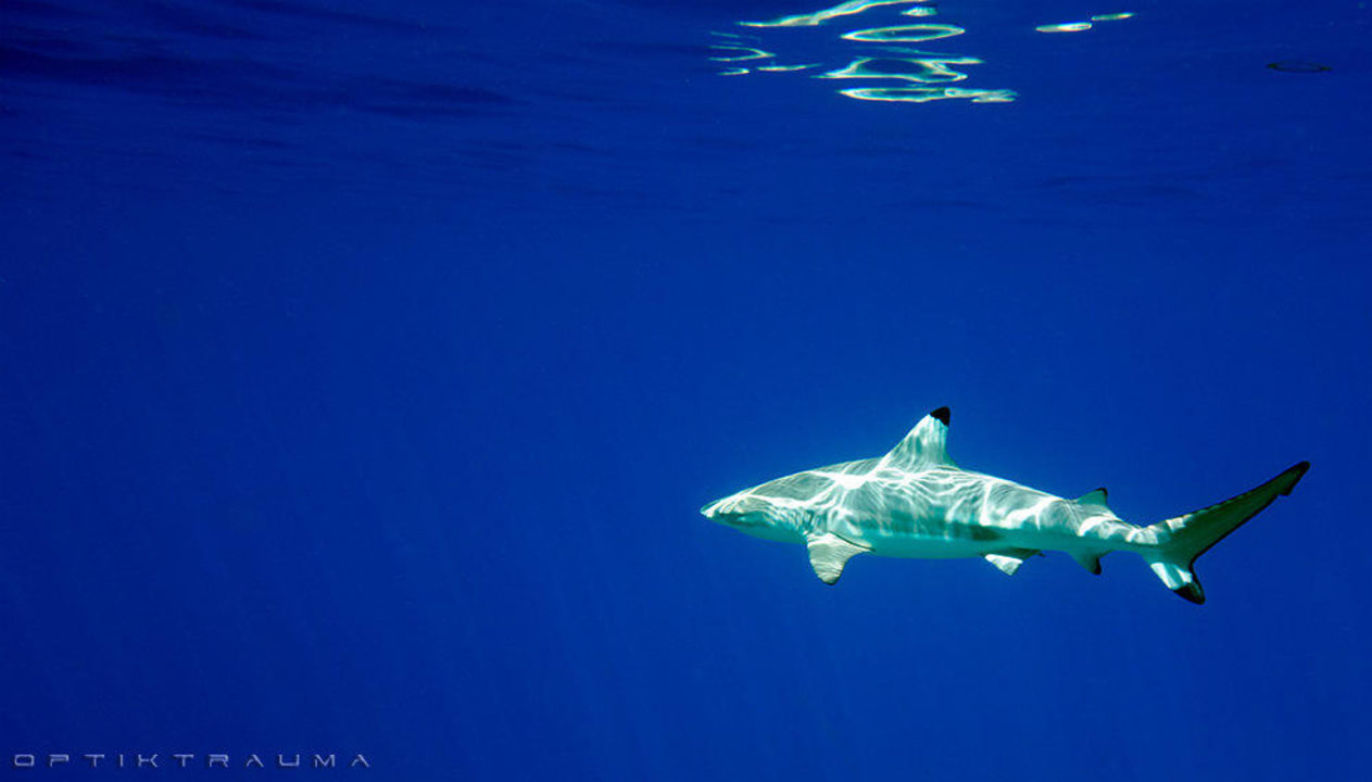 Schwarzspitzenhai Kuramathi Maldives