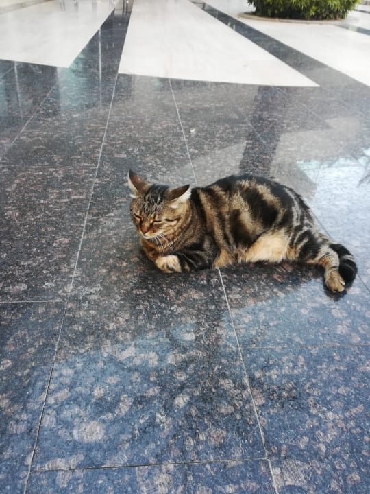 Sonstiges Saphir Resort & Spa