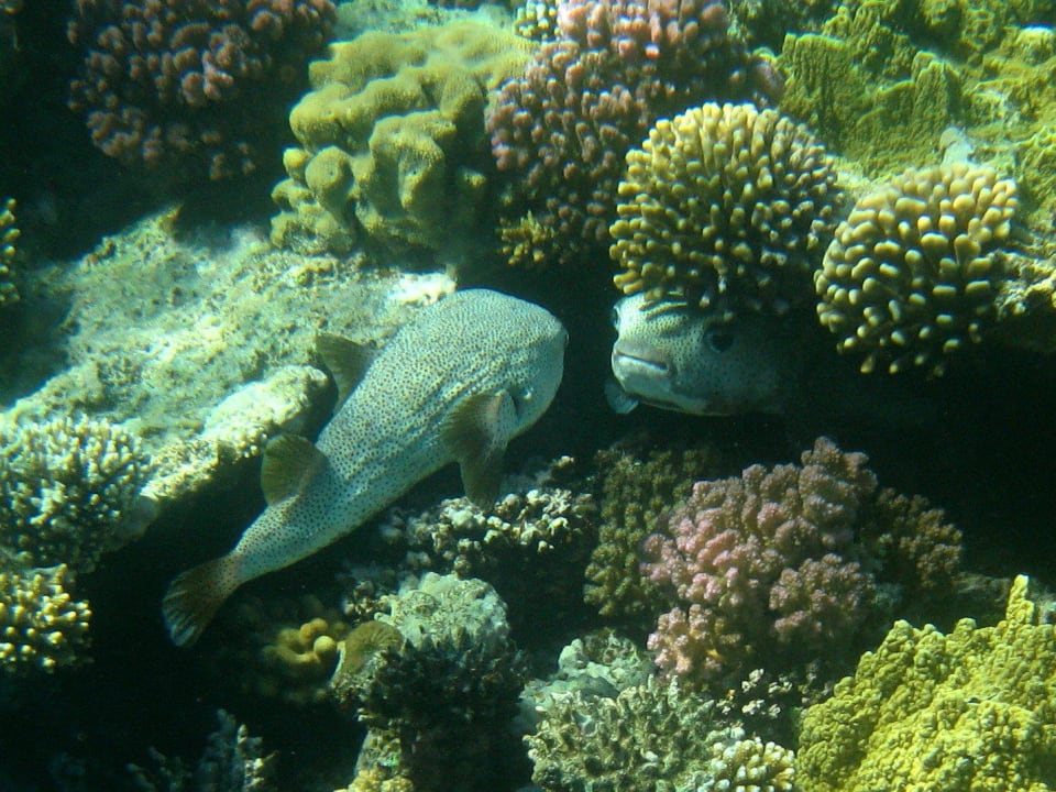 Schnorcheln im Grand Makadi Grand Makadi