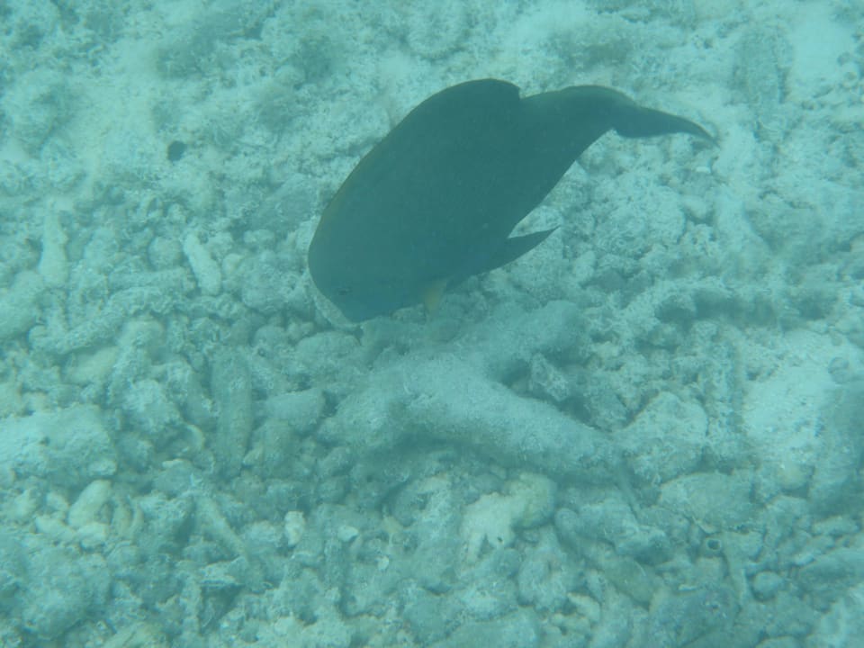 Unterwasserwelt Cinnamon Dhonveli Maldives