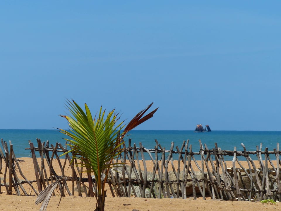 Strand mit Palmennachwuchs Club Hotel Dolphin