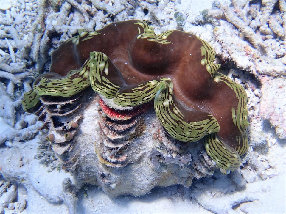 Sport & Freizeit Filitheyo Island Resort