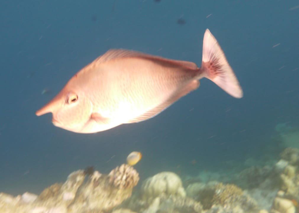 Lustiger Geselle Diamonds Thudufushi