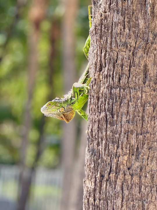Gartenanlage Hotel Riu Plaza Miami Beach