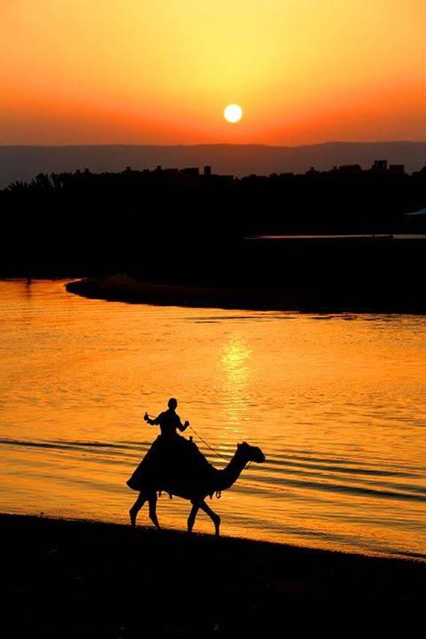 Kameljunge Ahmed im Sonnenuntergang Mövenpick Resort & Spa El Gouna