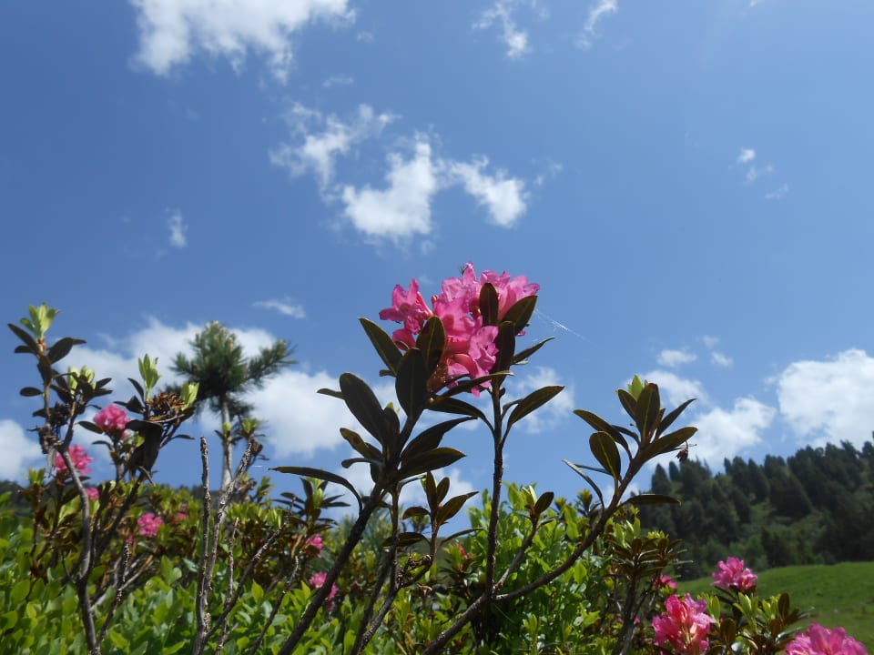 Garten Hotel Friedheim