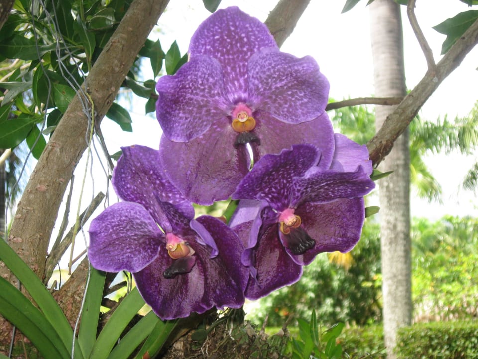 Orchideengarten Iberostar Waves Costa Dorada