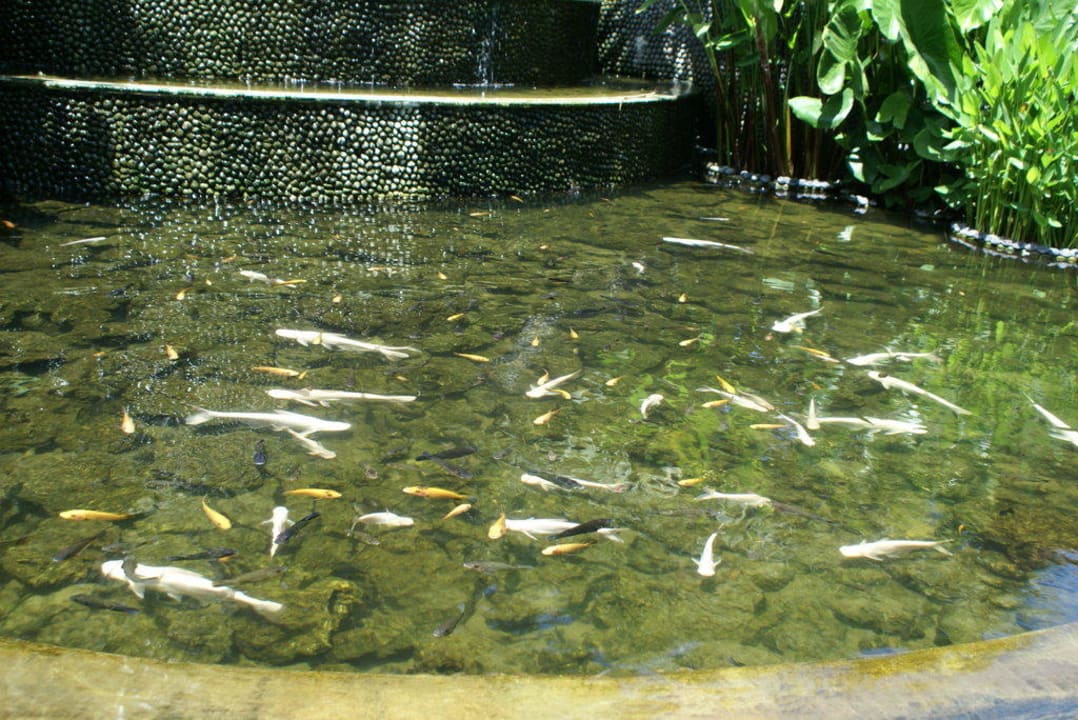 Teich- und Brunnenanlage im Garten Puri Santrian