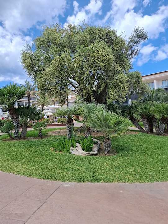 Gartenanlage Hotel Beach Club Font de Sa Cala