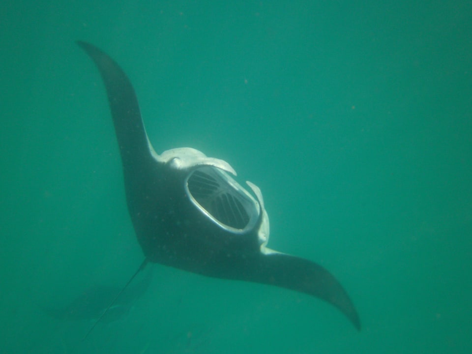 Manta-Rochen NH Collection Maldives Reethi Resort