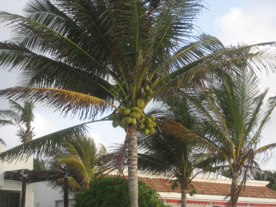 Palme mit Kokosnüssen Hotel Riu Palace Riviera Maya