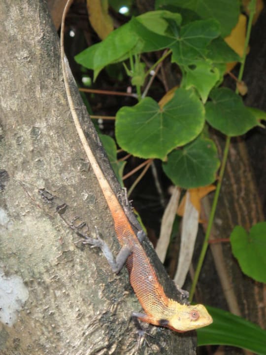 Gecko NH Collection Maldives Reethi Resort