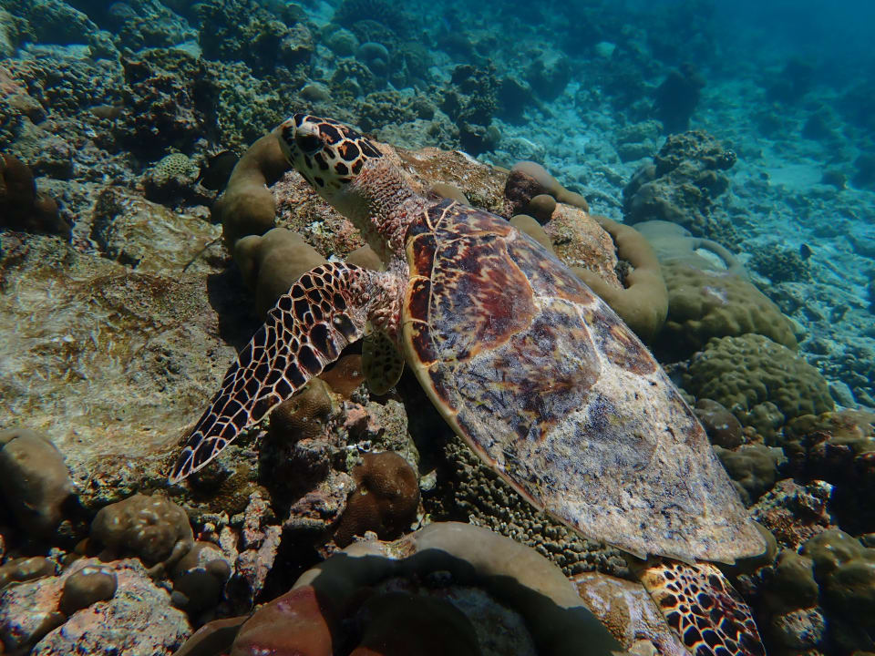 Strand NH Collection Maldives Reethi Resort