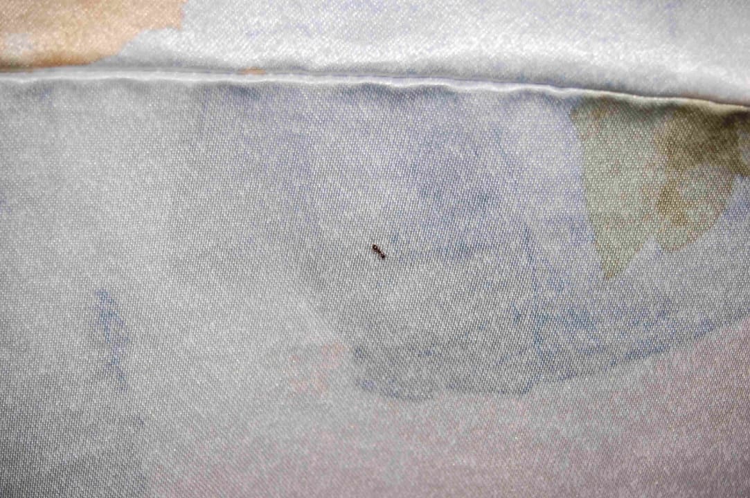 Ameise auf dem Bettlaken Hotel Umag Plava Laguna