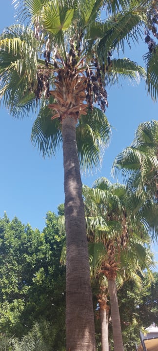 Gartenanlage Mira Meridia Beach Hotel