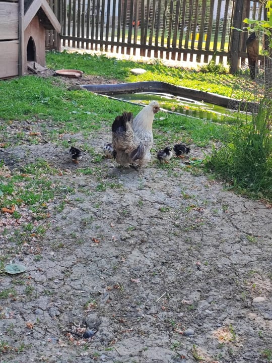 Sport & Freizeit Ferienhof Schmid