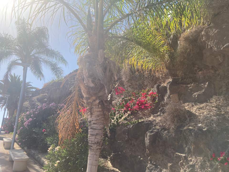 Gartenanlage Hotel Riu Palace Jandia