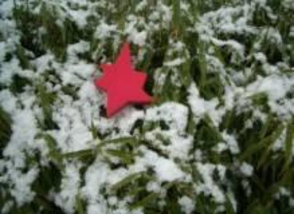 Der "Spitz" in Weihnachtslaune.. arte Hotel Linz