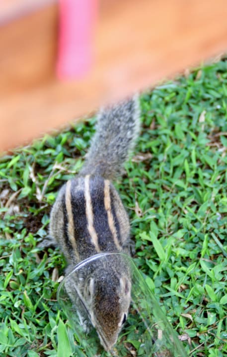 Strefenhörnchen Mermaid Hotel & Club