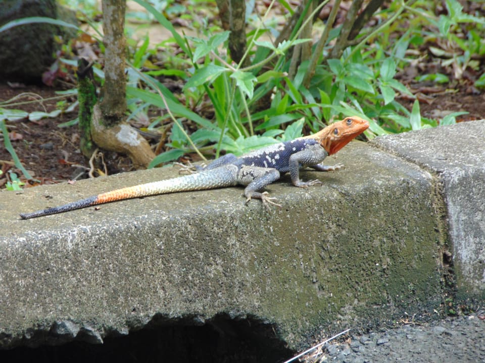 Gartenanlage Sofitel Malabo Sipopo Le Golf