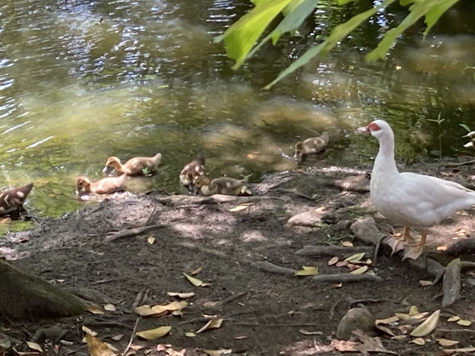 Gartenanlage Viva Heavens by Wyndham - All Inclusive Resort