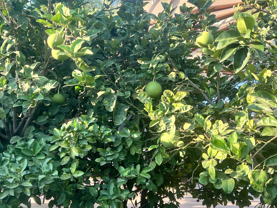 Gartenanlage Sunis Kumköy Beach Resort Hotel & Spa