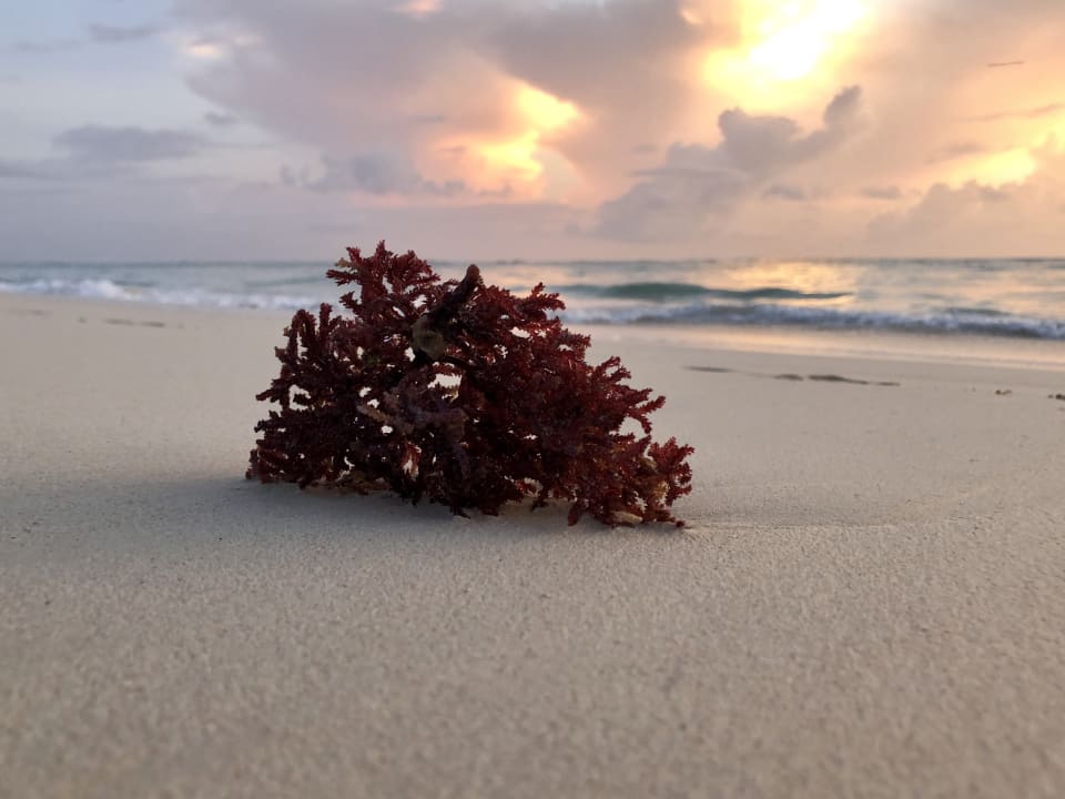 Strand Bahia Principe Fantasia Punta Cana