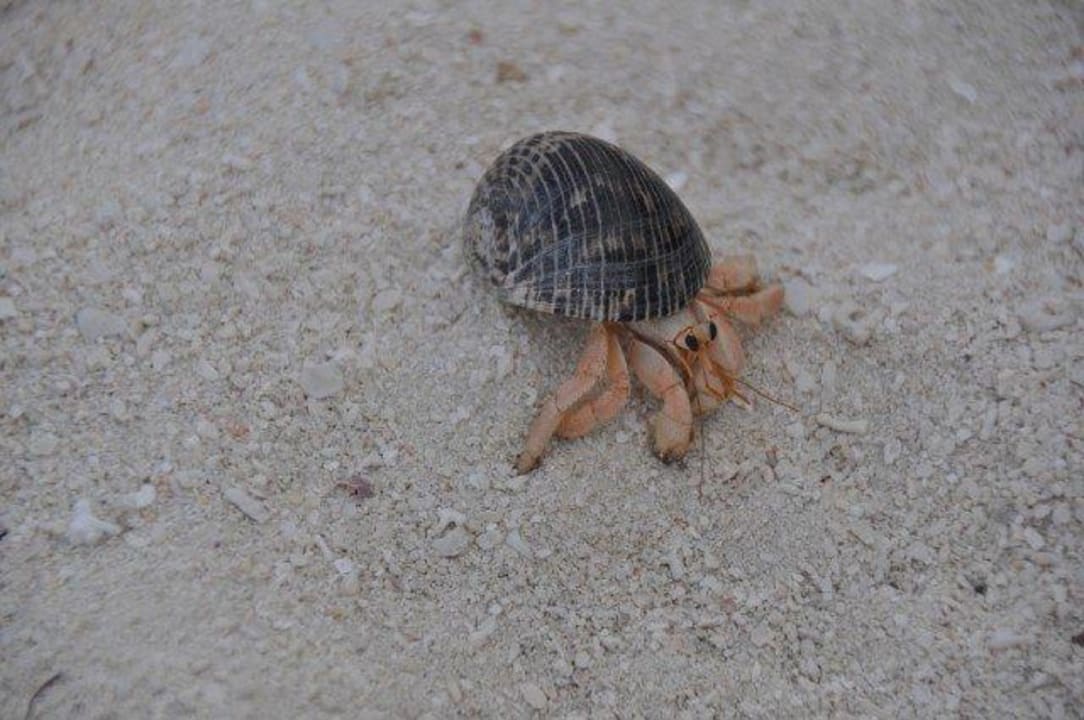 Ohne Worte Summer Island Maldives