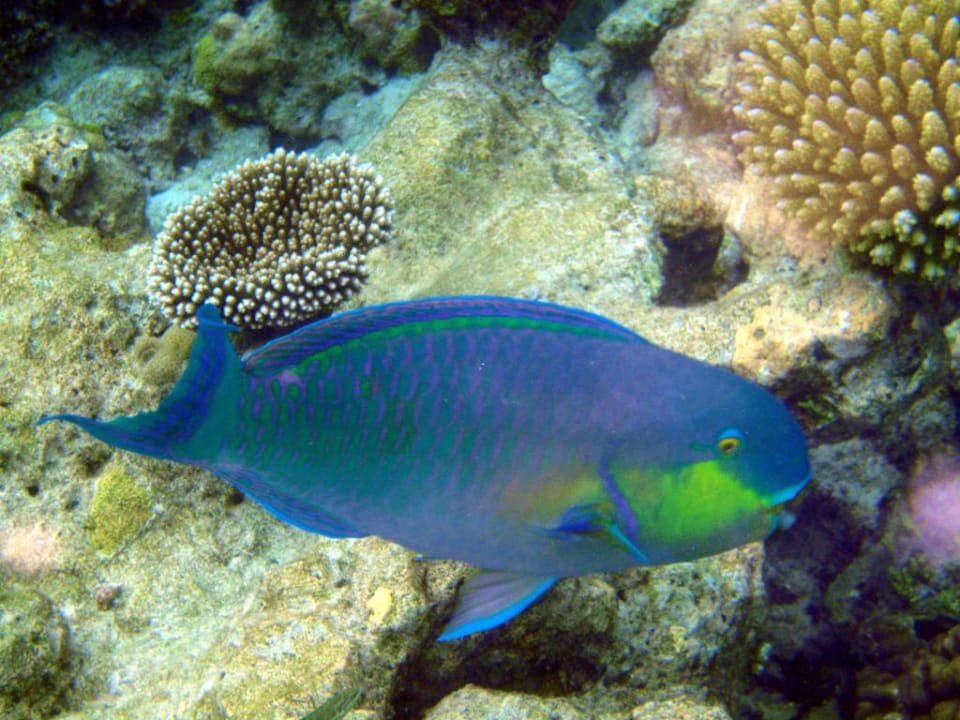 Unterwasser Summer Island Maldives