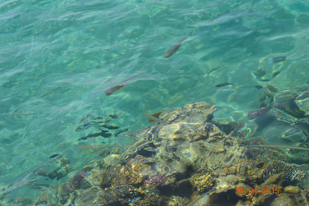 Морские обитатели  Jaz Makadi Oasis Resort