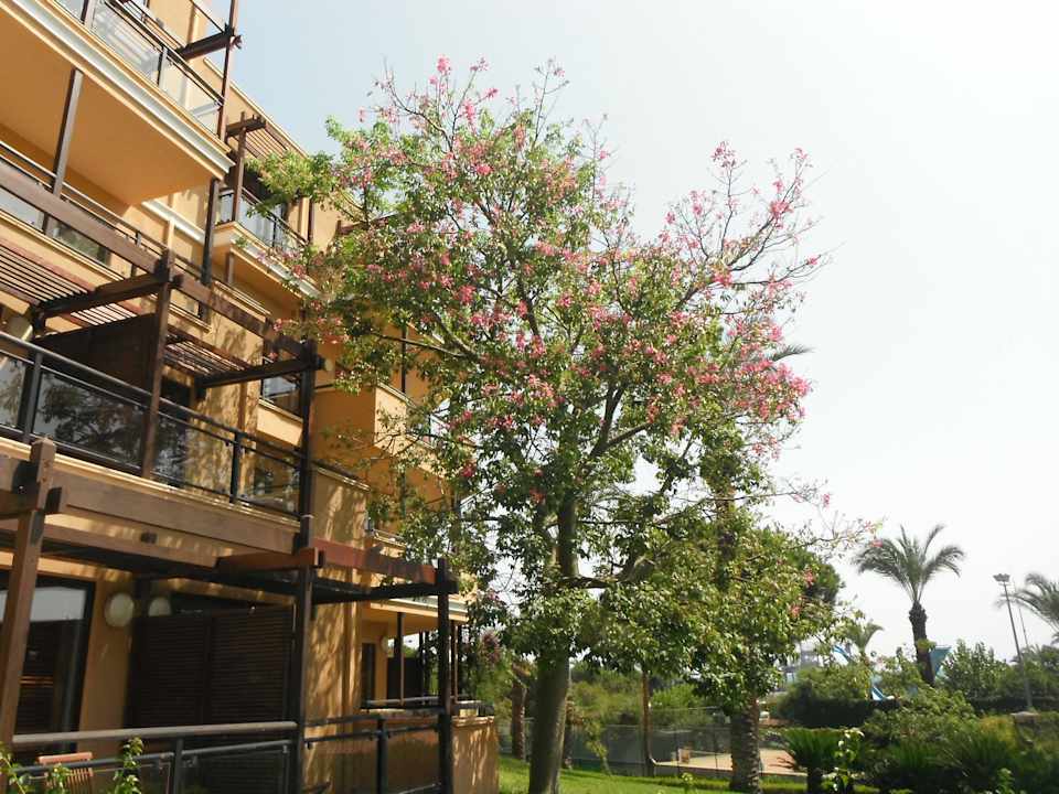 Hills Zimmer Asteria Family Belek