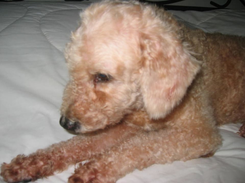 Hotelhund Thai House Beach Resort