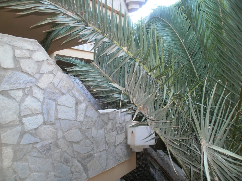 Gartenblick SBH Costa Calma Beach Resort