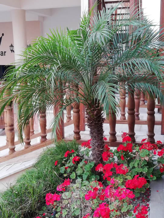 Gartenanlage Well Palace Side