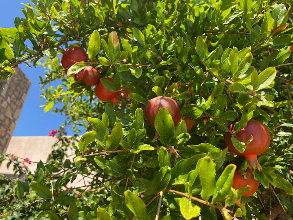 Gartenanlage Ikaros Beach Luxury Resort & Spa - Adults Only
