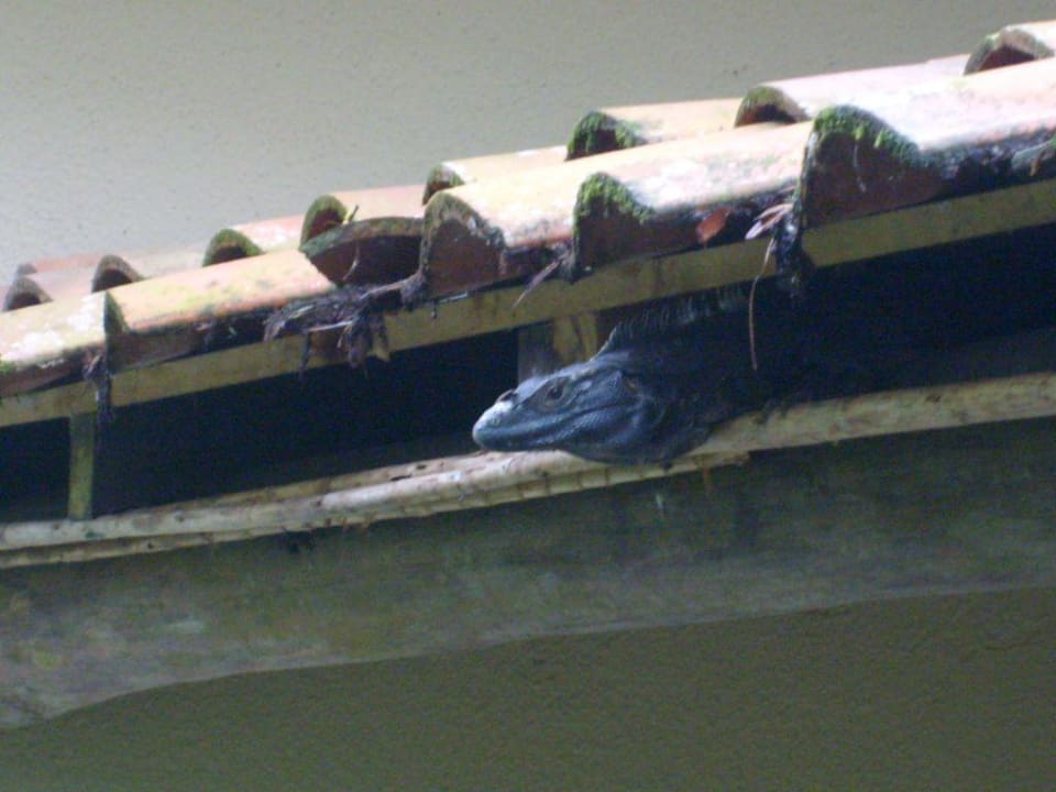 Untermieter Hotel & Club Punta Leona