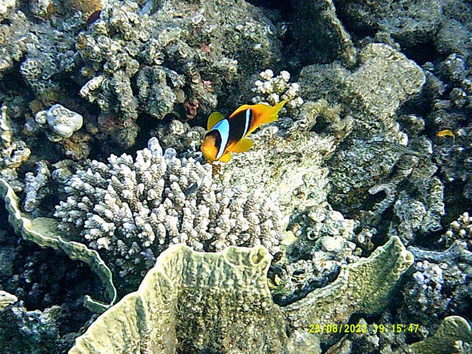 Sport & Freizeit Shams Alam Beach Resort