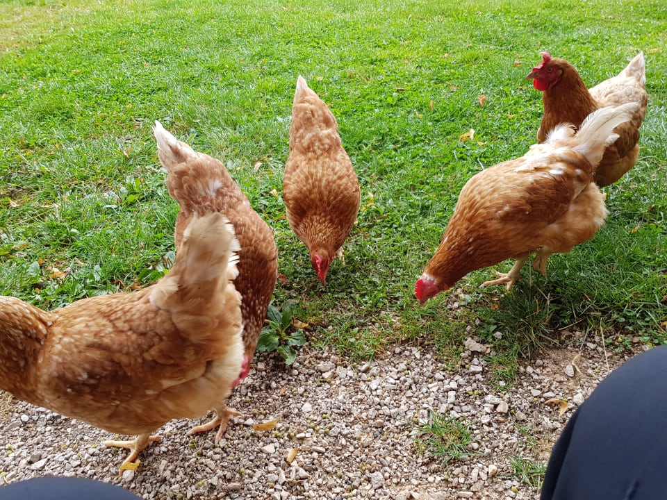 Sonstiges Rupertiblick Bauernhof Reiter in Gierstling