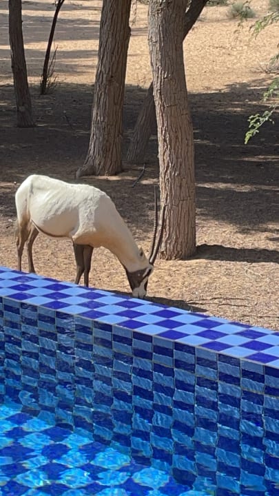 Sonstiges The Ritz-Carlton Ras Al Khaimah, Al Wadi Desert