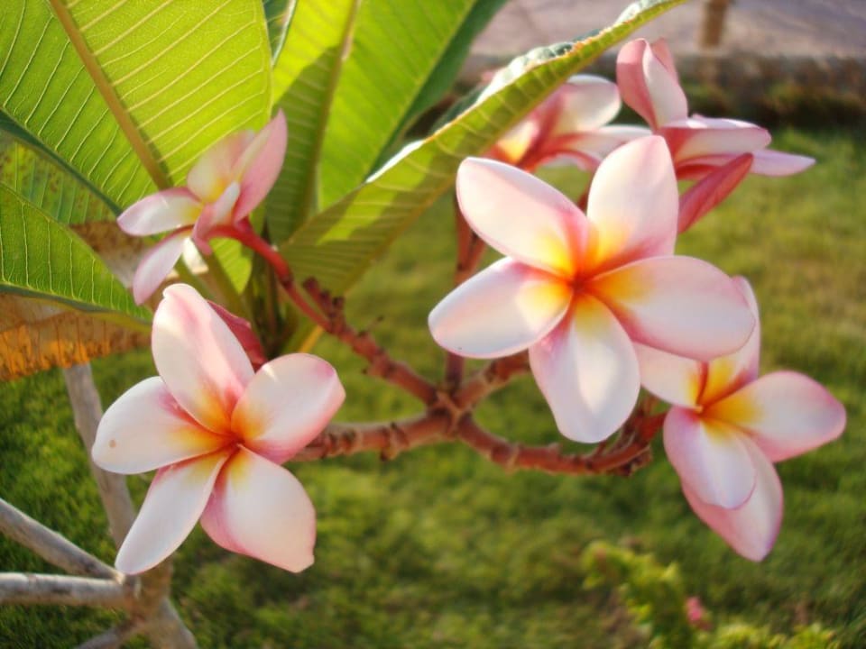 Holiday Beach Resort Three Corners Sea Beach Resort