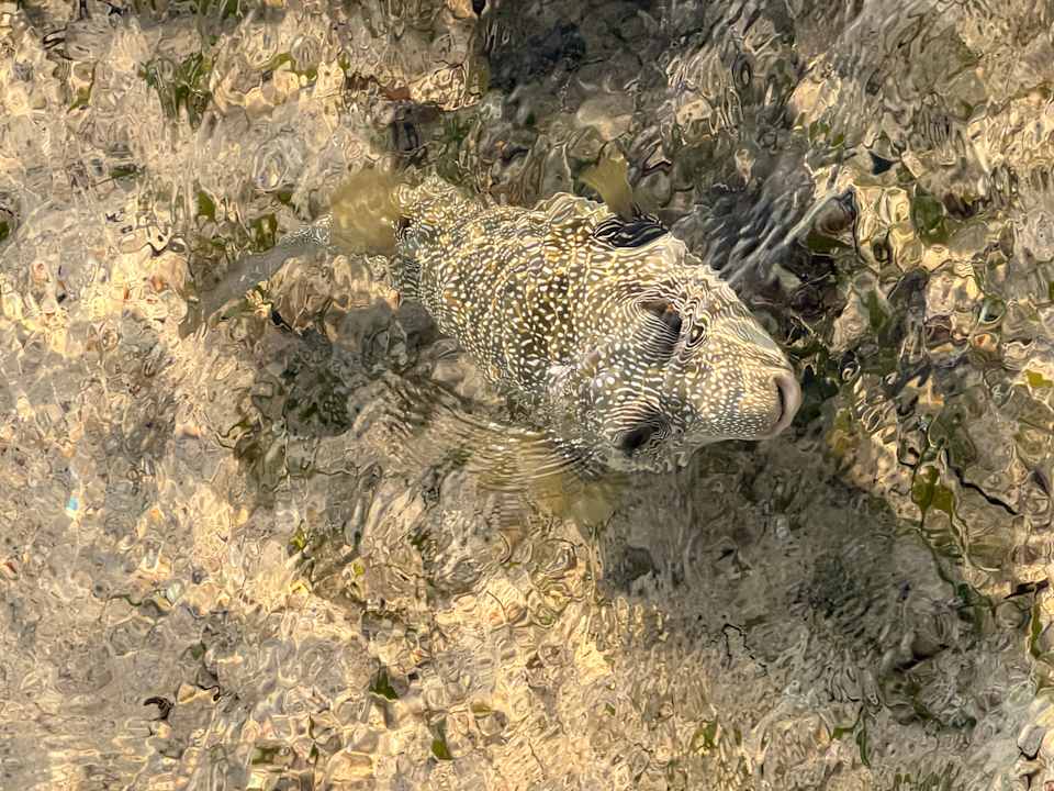 Strand Pickalbatros Aqua Blu Resort - Sharm El Sheikh