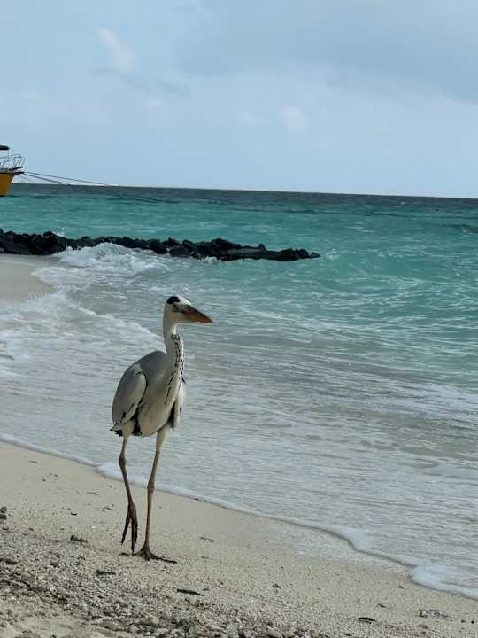 Strand Embudu Village