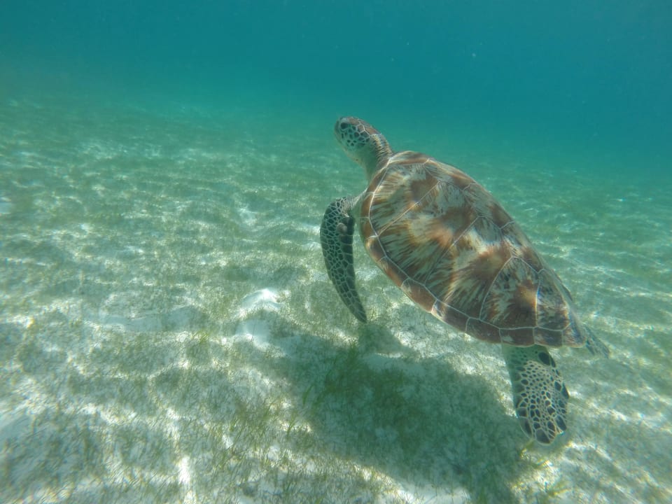 Schildkröte auf der Südseite der Insel Kuredu Island Resort & Spa