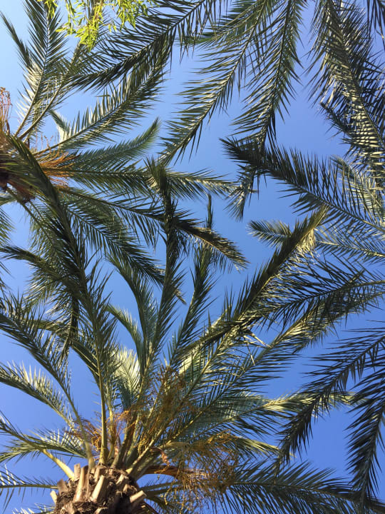 Unter Palmen liegen Calimera Hane Garden