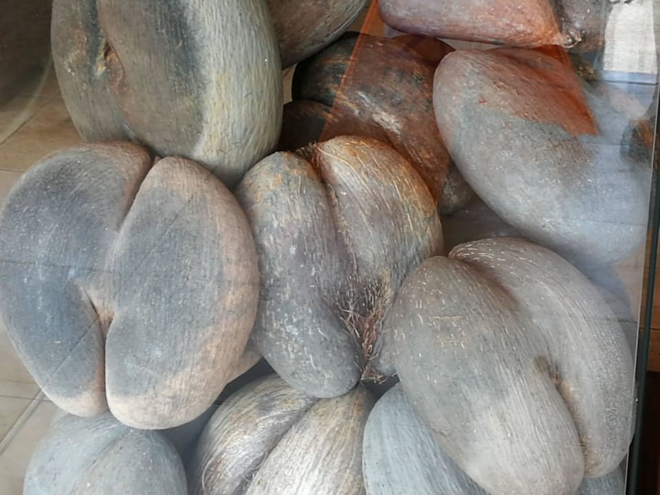 Die Nuss The Coco de Mer Hotel & Black Parrot Suites