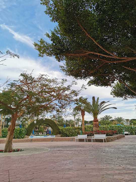 Gartenanlage Desert Rose